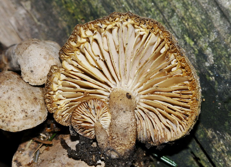 Neolentinus adhaerens (Alb. & Schwein.) Redhead & Ginns,